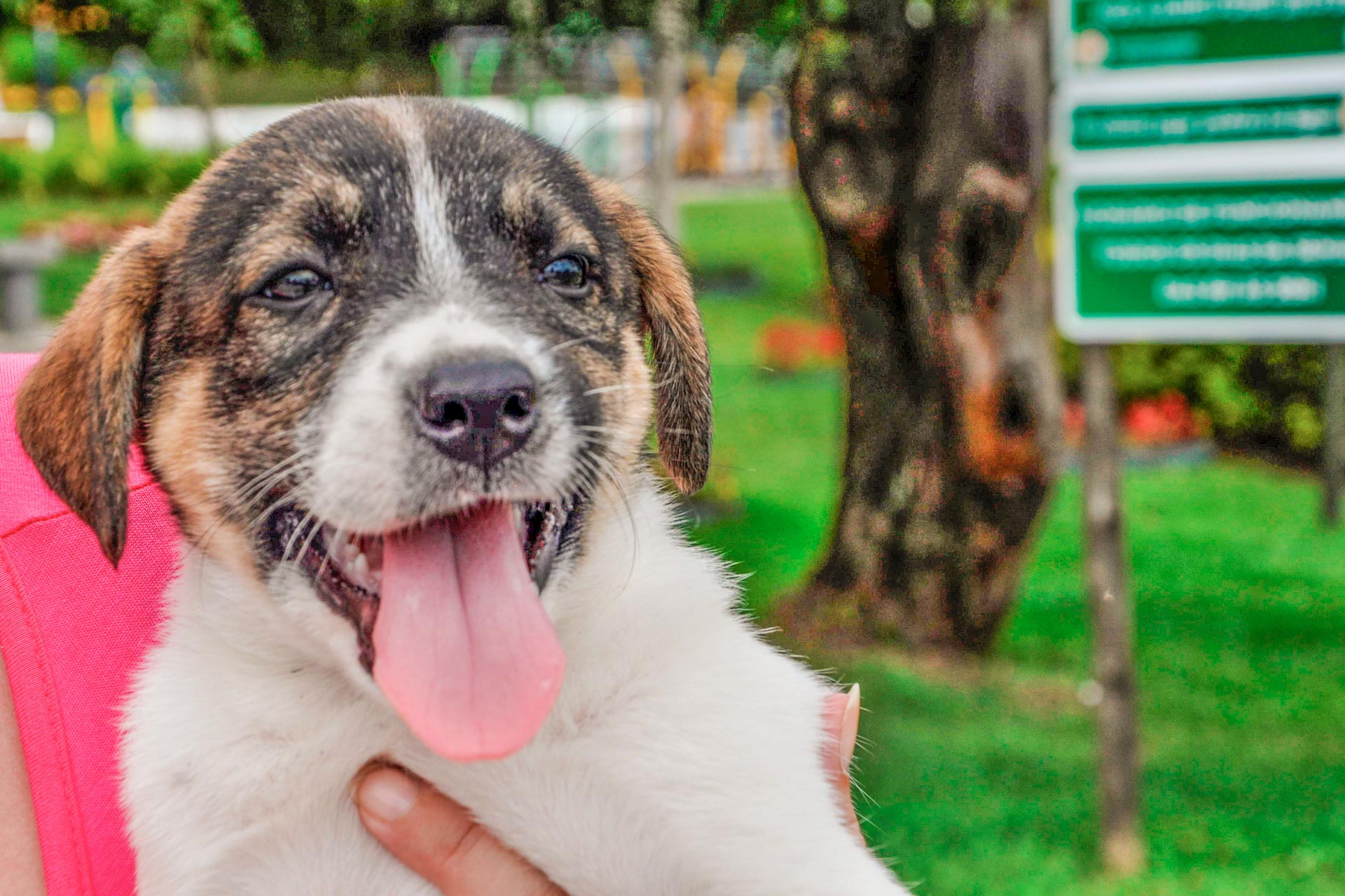 Feira de Adoção de Animais de Pinhais será no dia 26 1 Feira de Adocao pinhais