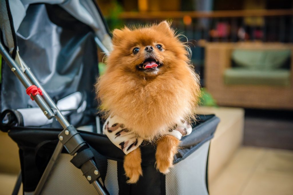 Shopping Curitiba tem empréstimo de carrinhos para pets 1 carrinho para Pets