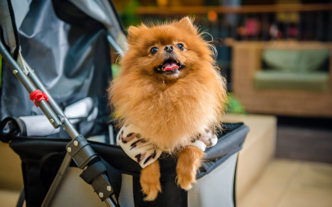 Shopping Curitiba tem empréstimo de carrinhos para pets