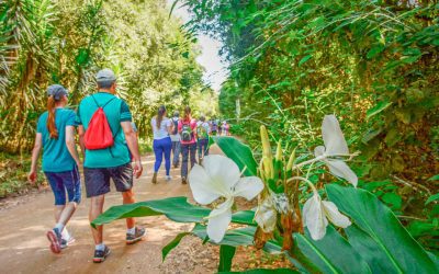 No próximo domingo acontece a 6ª Caminhada Internacional na Natureza de Pinhais