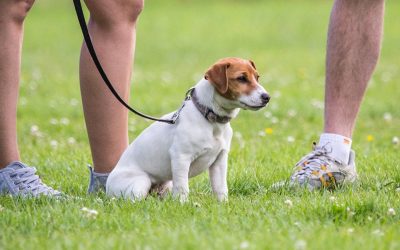 Entrada de animais no Parque das Águas será liberada mediante regras