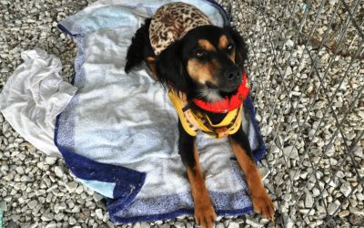 Em fevereiro tem Feira de Adoção de Cães e Gatos em Pinhais