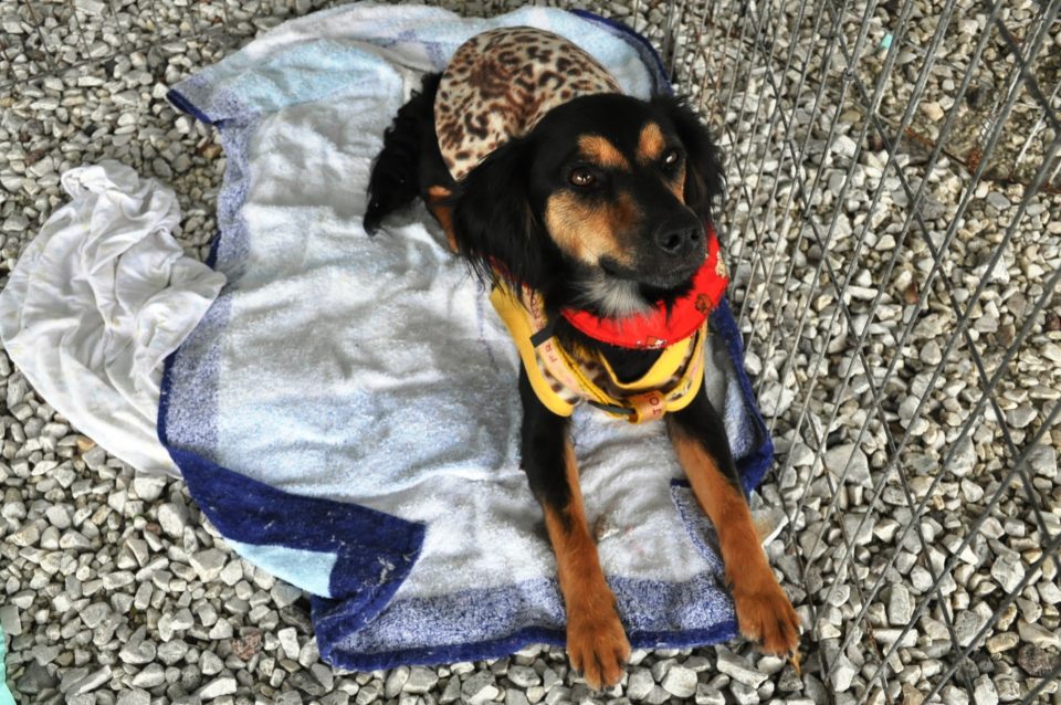 Em fevereiro tem Feira de Adoção de Cães e Gatos em Pinhais 1 Feira de adoção de cães e gatos