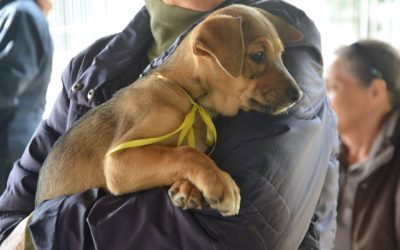 Quer adotar um cão ou gato? Participe da Feira de Adoção em Pinhais