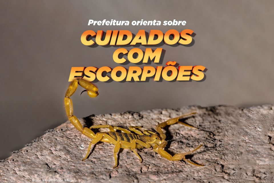 Escorpião Pinhais