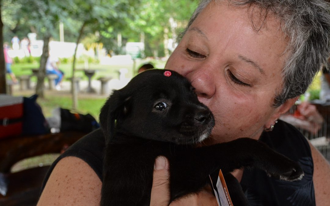 Prefeitura realiza mais uma edição da Feira de Adoção de Cães e Gatos