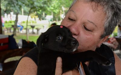 Prefeitura realiza mais uma edição da Feira de Adoção de Cães e Gatos