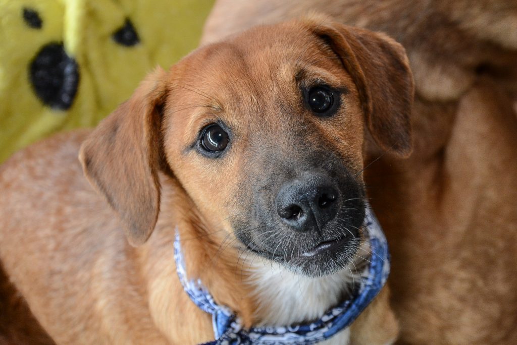 Sábado tem Feira de Adoção de Cães e Gatos 1 Feira de adoção Pinhais