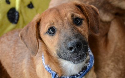 Sábado tem Feira de Adoção de Cães e Gatos