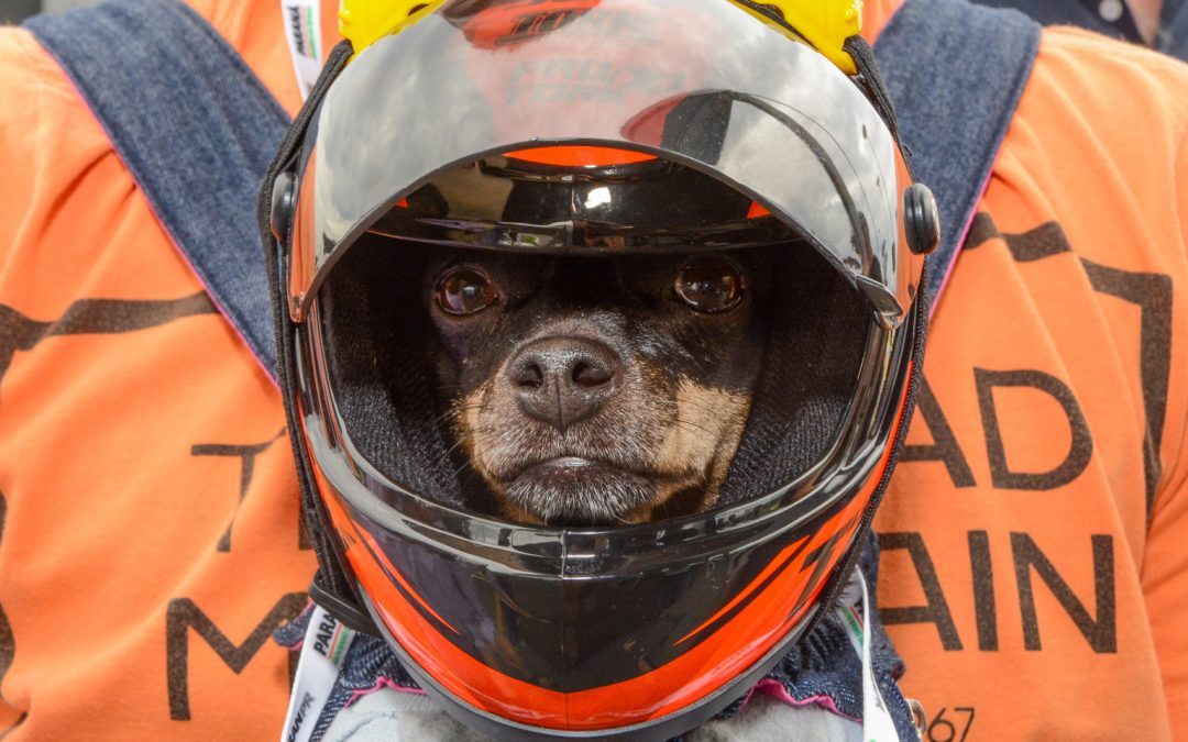 MotoCão arrecada ração para animais em situação de vulnerabilidade