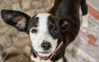 Sábado tem Feira Adoção de Cães e Gatos em Pinhais