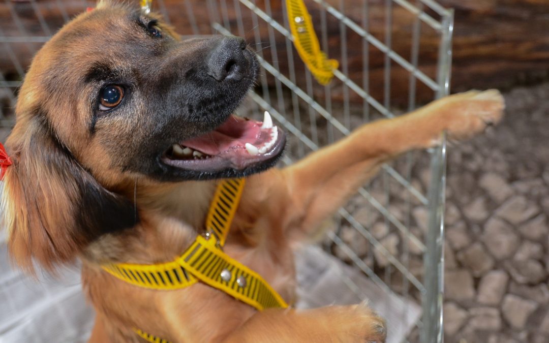 Próxima Feira de Adoção de Cães e Gatos será realizada em Pinhais no dia 10