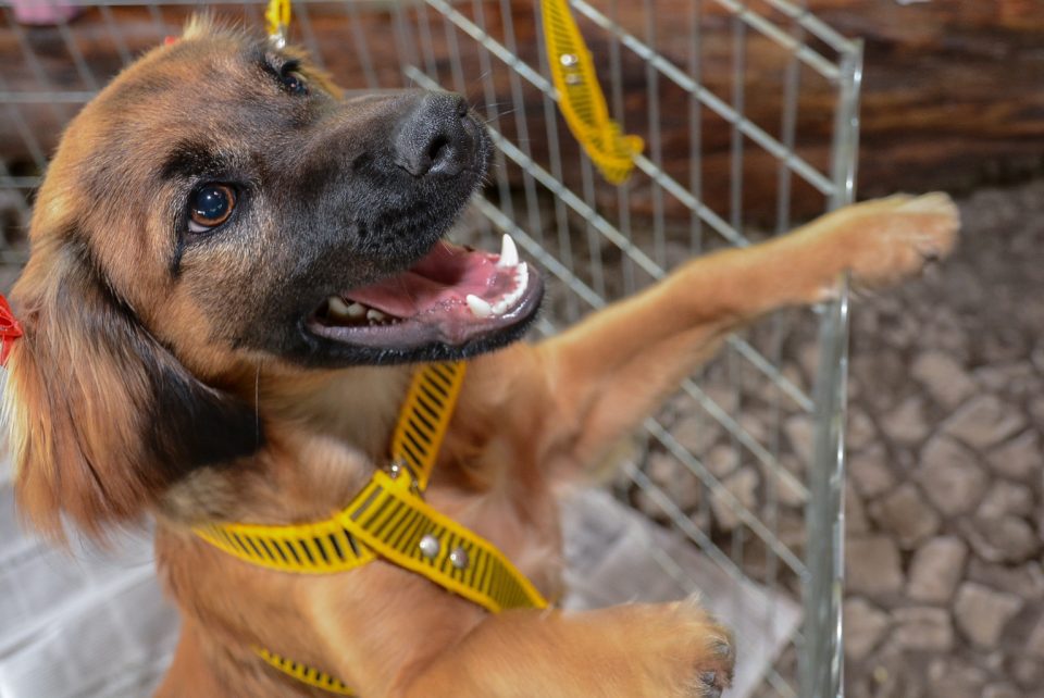 Feira-Adoção Feira de adoção