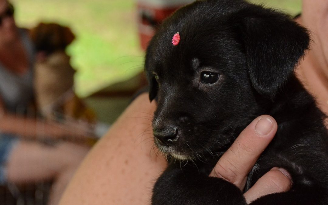 Neste sábado (19) tem Feira de Adoção de Cães e Gatos em Pinhais