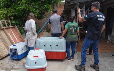 Divisão de Bem Estar Animal descobre canil clandestino em Pinhais