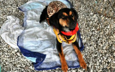 Bosque Municipal receberá mais uma edição da Feira de Adoção de Animais