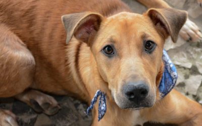 Feira de Adoção de Animais acontece neste sábado em Pinhais