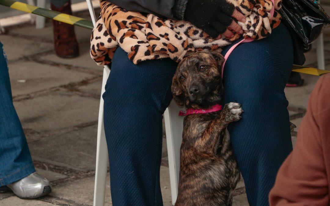 Mutirão de Castração leva atendimentos gratuito para 520 cães e gatos em Pinhais