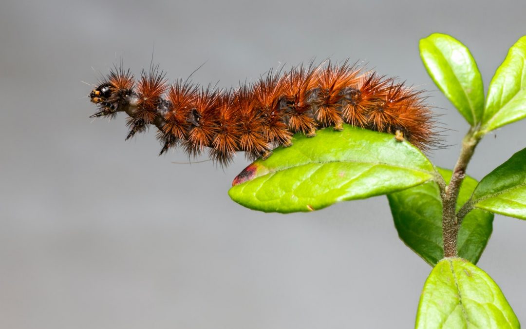 Prefeitura de Pinhais alerta para os perigos à saúde causados por taturanas e lagartas