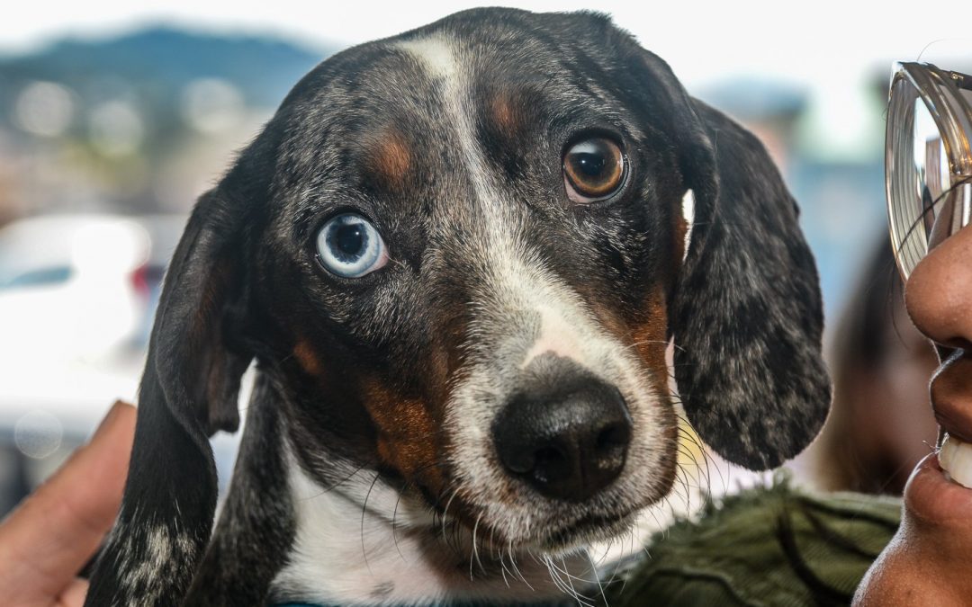 Programa de Castração realiza atendimentos de cães e gatos de forma gratuita