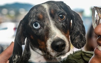 Programa de Castração realiza atendimentos de cães e gatos de forma gratuita
