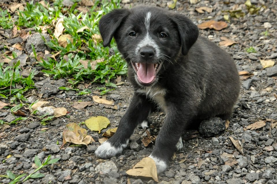 adocao-pinhais-pinhais