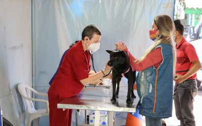 Pinhais finaliza o ano castrando mais de 200 animais no Mutirão de Castração