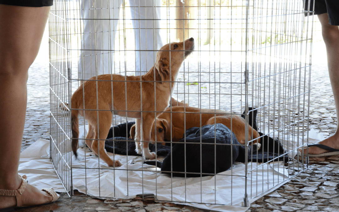 Feira de Adoção de Pinhais oportuniza entrega de 28 animais a novas famílias