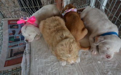 Neste sábado (12) tem evento de adoção de animais em Pinhais