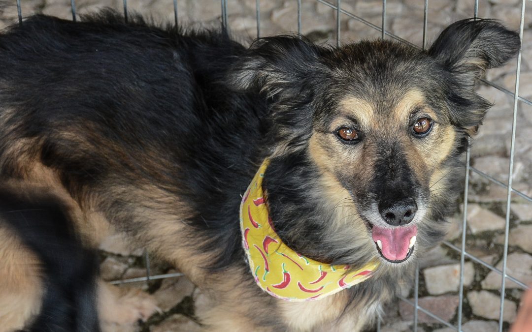 Evento de Adoção de Animais é neste sábado no Parque das Águas de Pinhais