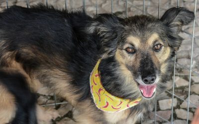 Evento de Adoção de Animais é neste sábado no Parque das Águas de Pinhais