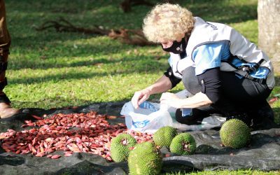 Está aberta a temporada de Pinhão 2022