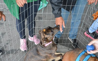 Prefeitura de Pinhais promove Ação de Guarda Responsável na USF Weissópolis no dia 21