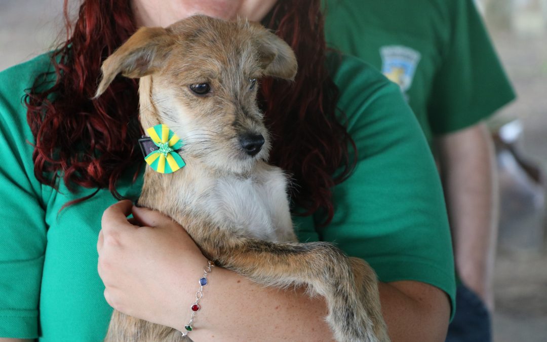Sábado, dia 7, tem Evento de Adoção de Animais no Bosque Municipal