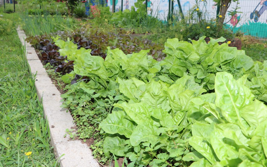 Prefeitura de Pinhais abre inscrições para o Programa de Horta Comunitária