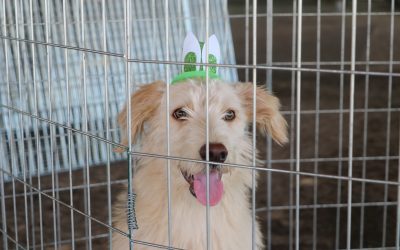 Pinhais promove evento de adoção de cães e gatos no sábado (2)