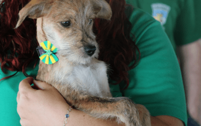 Prefeitura de Pinhais promove Evento de Adoção de cães e gatos neste sábado (6)