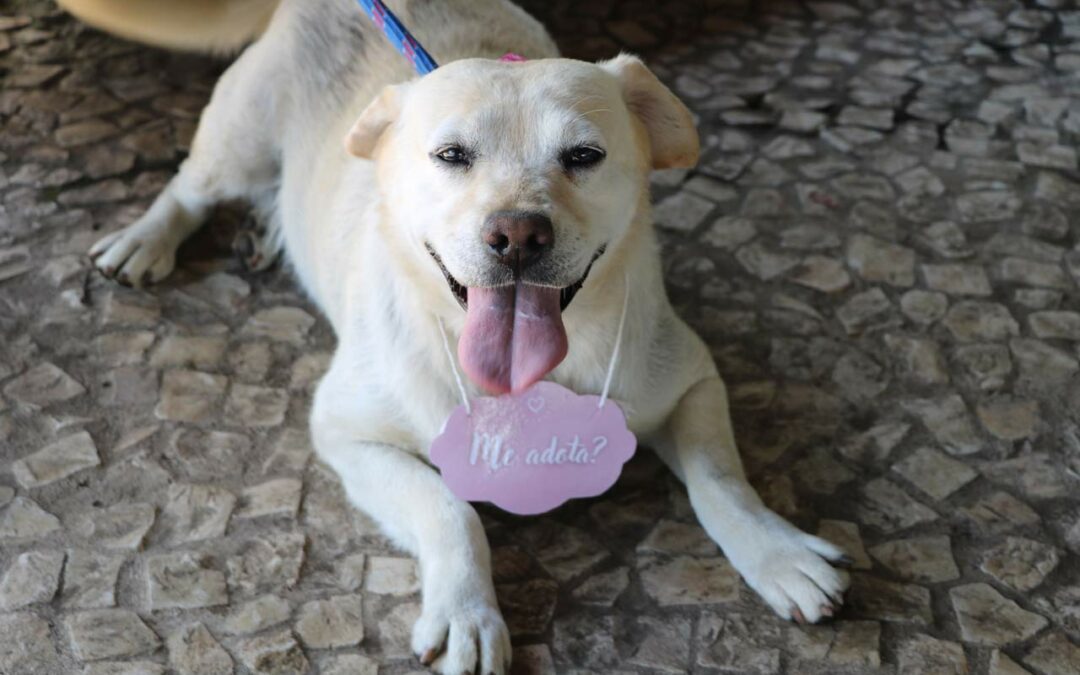 Parque das Águas recebe Evento de Adoção de Cães e Gatos