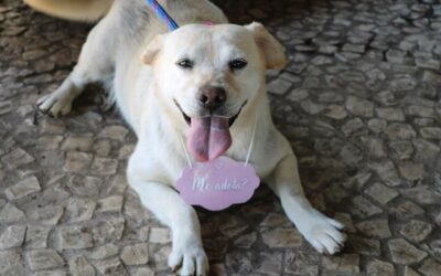 Parque das Águas recebe Evento de Adoção de Cães e Gatos