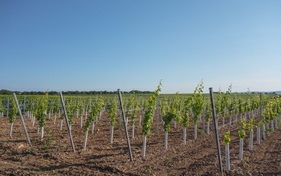Produtor rural pode ser MEI?