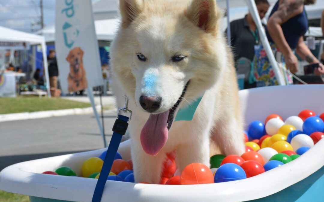 Festival Pet será destaque no aniversário de Pinhais com adoção, vacinação e atividades gratuitas