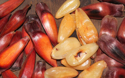 Temporada do Pinhão 2025 Começa com Alerta do IAT